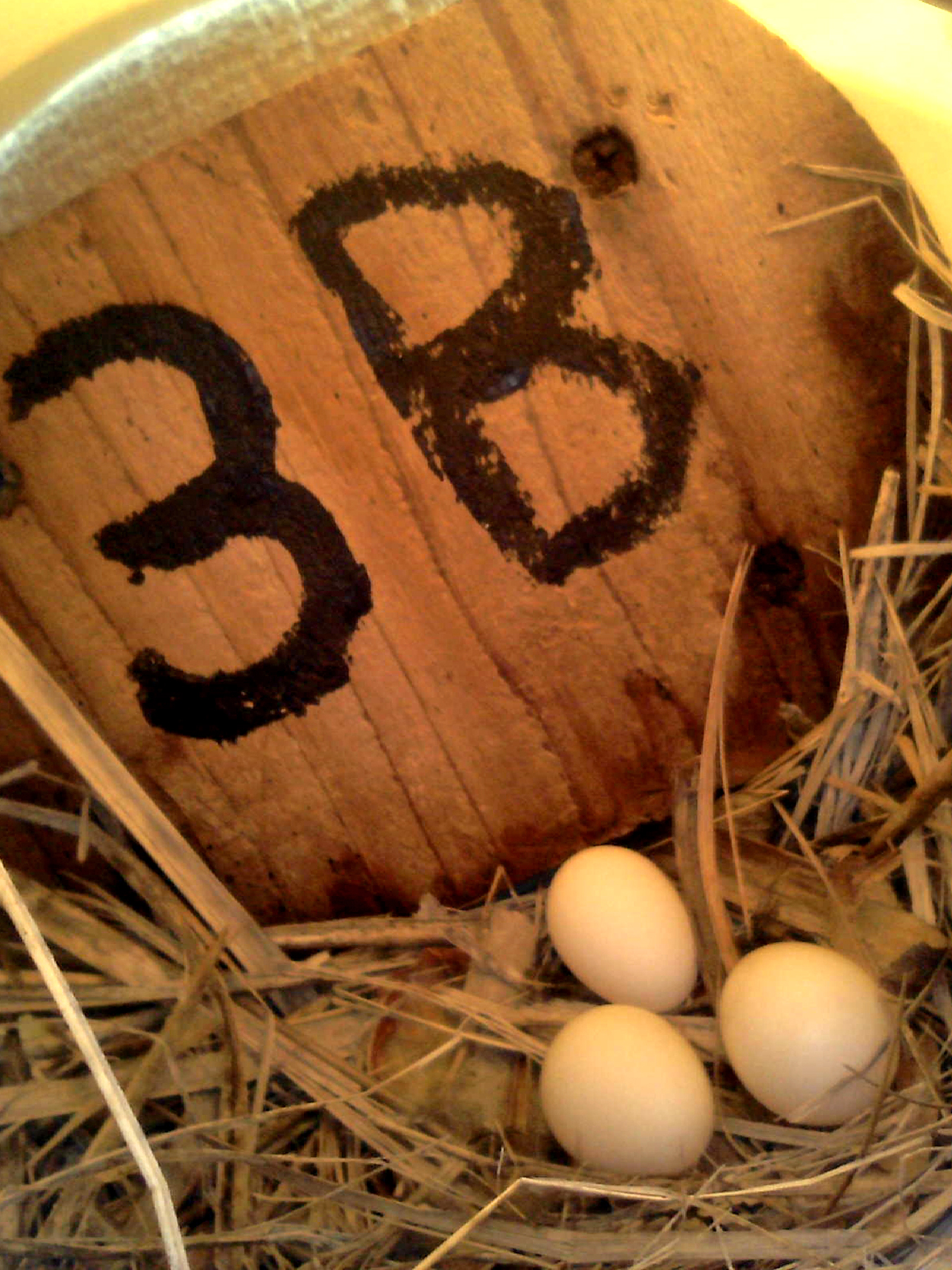 OPAS 3B